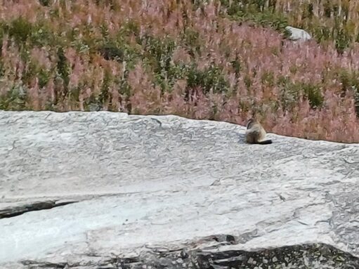 Une Marmotte s'invite sur notre séjour...